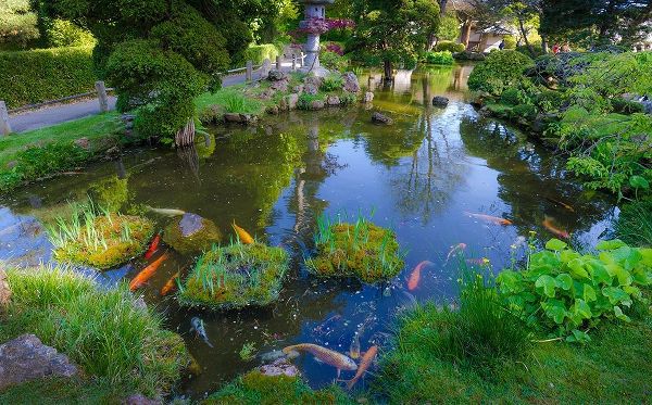 Miller, Anna 아티스트의 Koi Pond-Japanese Tea Garden-Golden Gate Park-San Francisco-California-USA작품입니다.